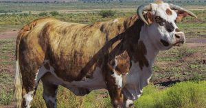 April Fools’ Bull ISI - April Fools Bull