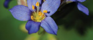 Idaho Senior Independent – Wild About Wildflowers