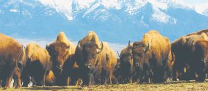 Travel to Montana's National Bison Range