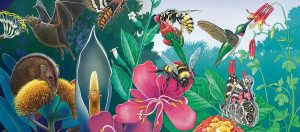 Let’s Help Pollinators Thrive Pollinators