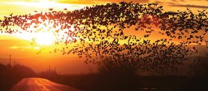 For the Birds: Harney County Bird Festival