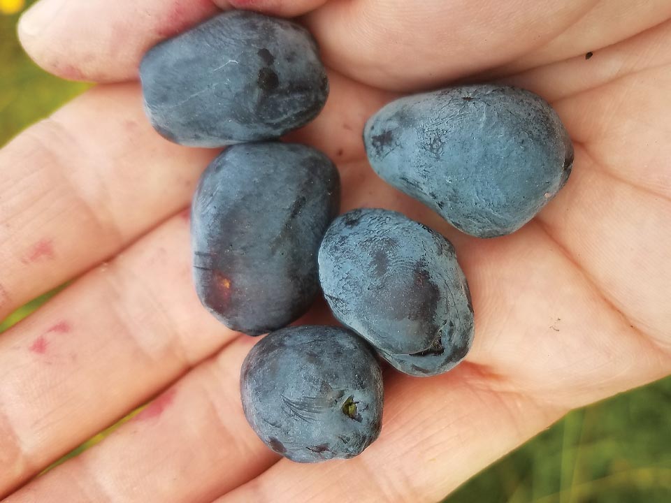 Haskap Berries—the superfood that's easy to grow