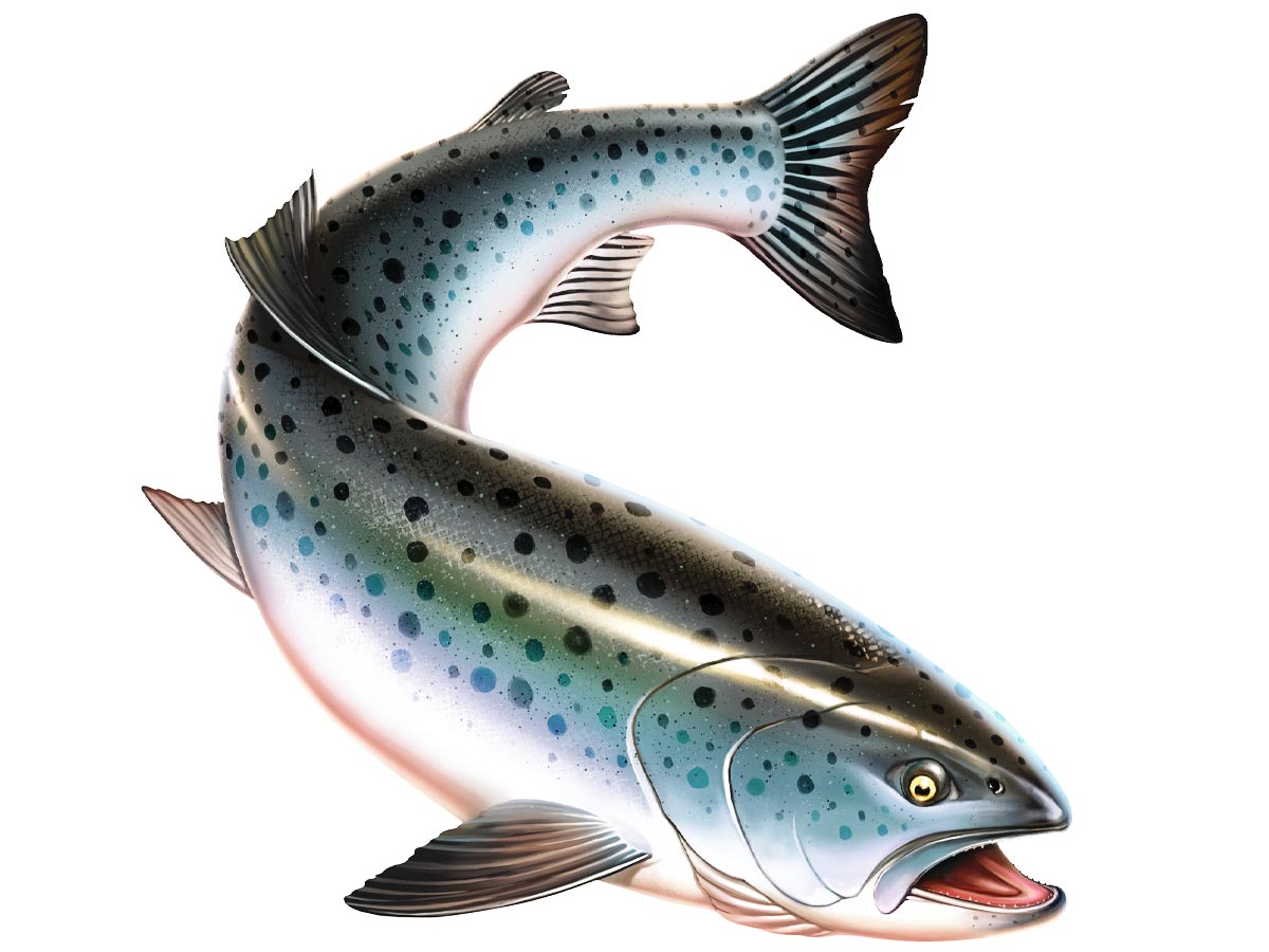 Illustration of a salmon