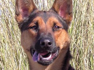 Photo of a young Valkyrie, the dog who saved her owners after a plane crash