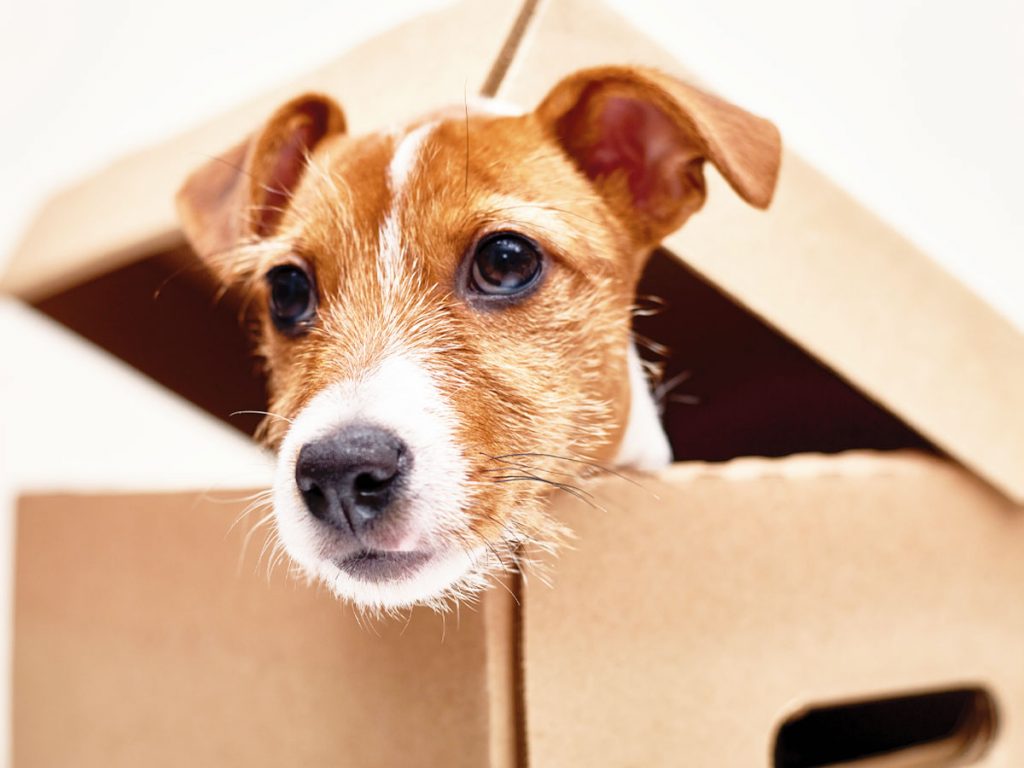 Photo of jack russell terrier poking its head out of a box. You have lots to consider when moving with a pet