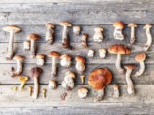 Your Mind on Mushrooms—All Good!