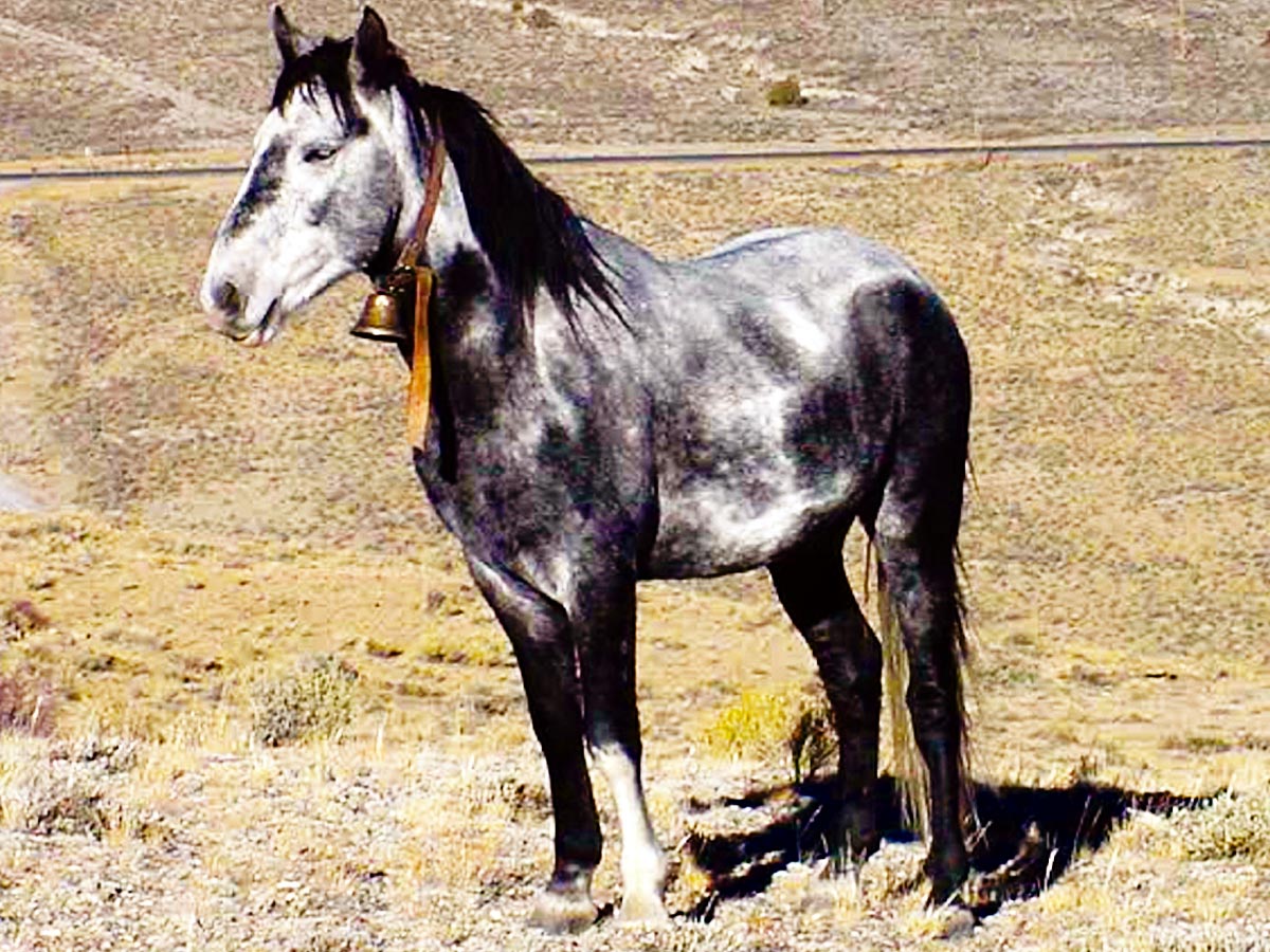 Photo of the White Horse of Black Daisy Canyon, an animal hermit.