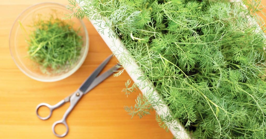 Photo of a planter of growing dill, with scissors laying next to it, along with a bowl of clipped dill.