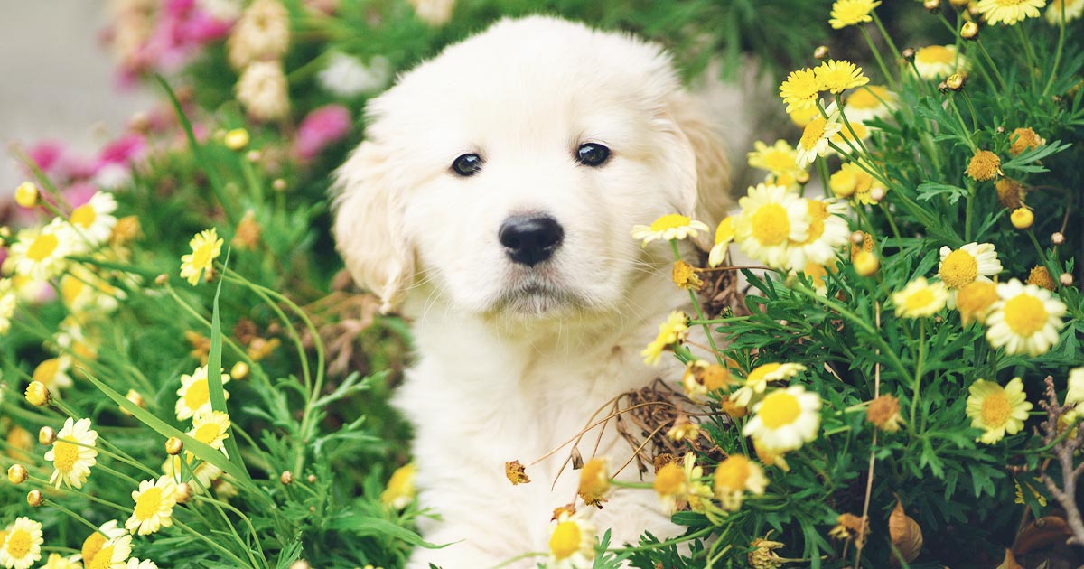 Photo of a blonde puppy sitting among a bunch of flowers outside