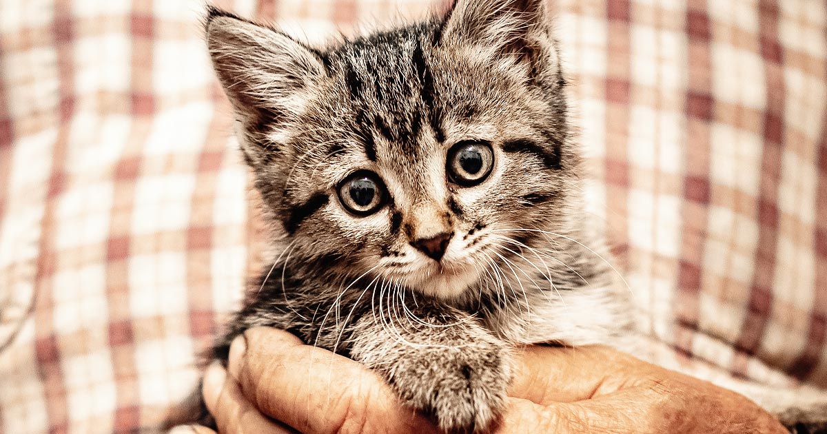 Closeup photo of a kitten in a senior man's lap