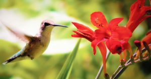 Photo of a flying hummingbird approaching a red flower