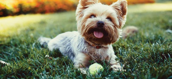 Photo of a happy, panting terrier lying in the grass behind its ball