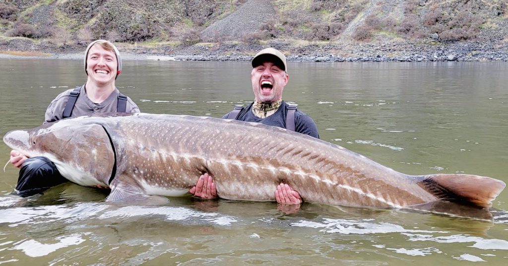 Two men standing in the Snake River in Idaho, holding a 10-foot White Sturgeon