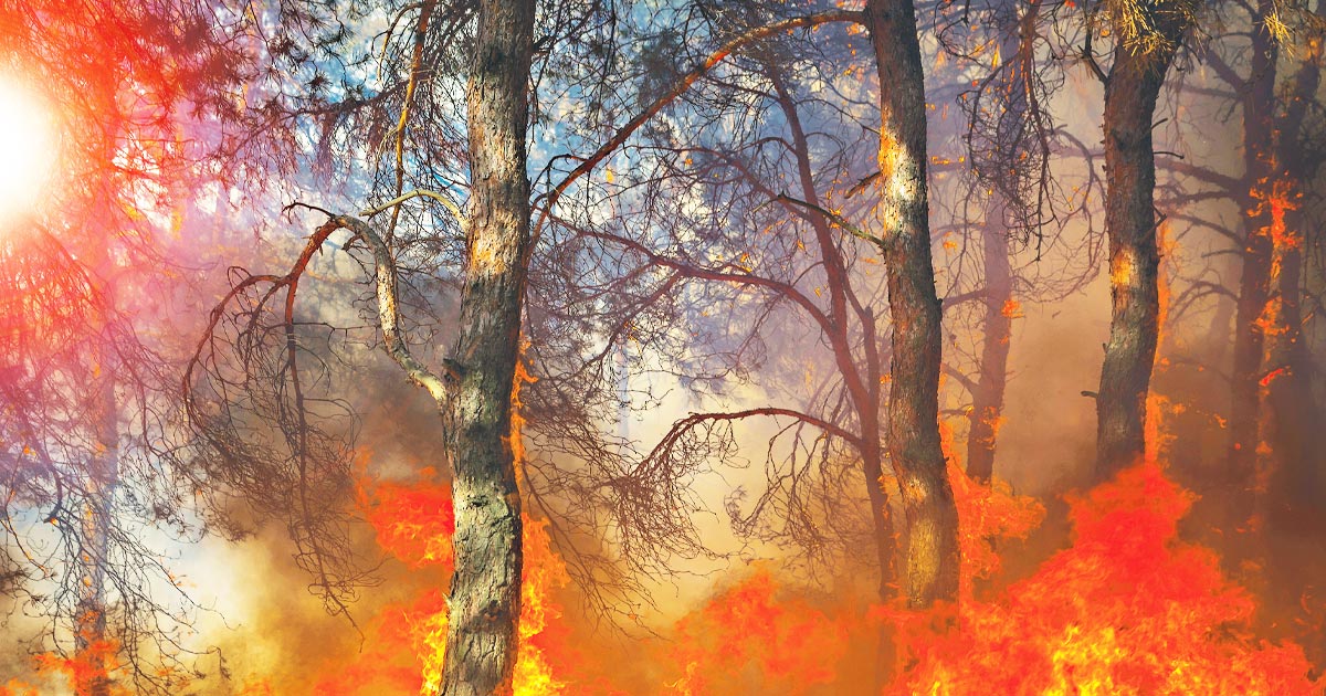 Photo of a forest on fire