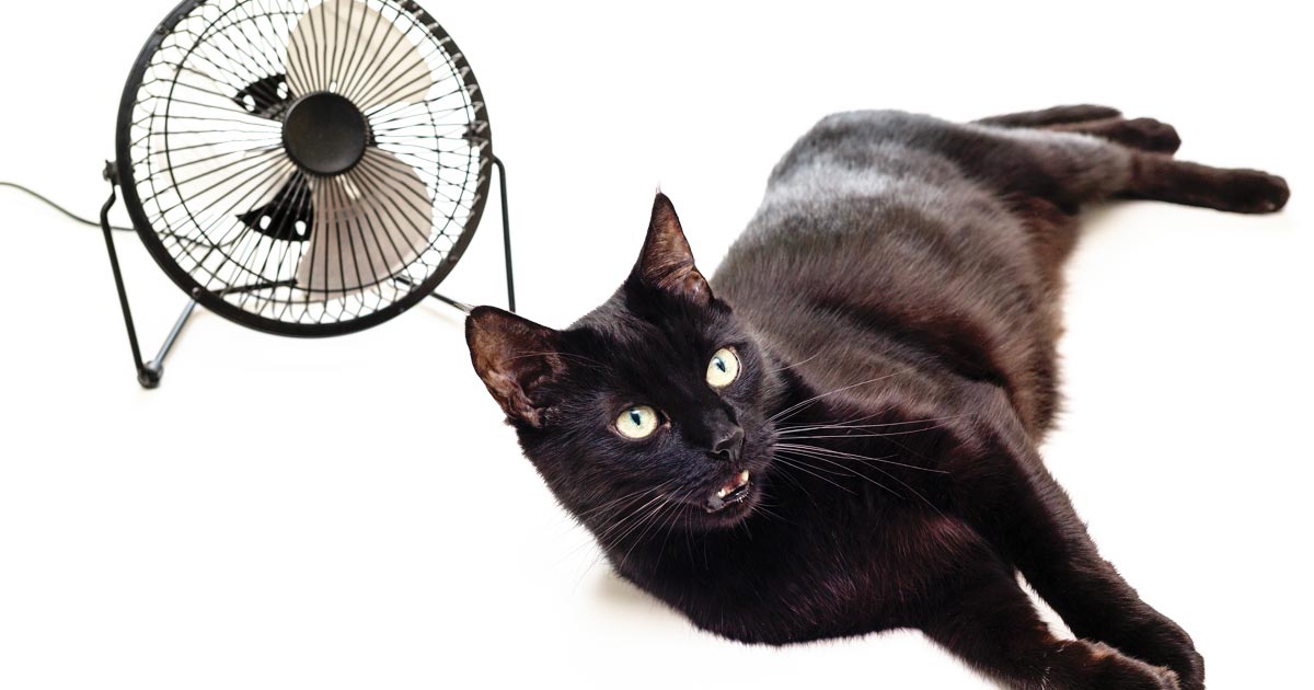 Mistook the cat for a fan? Consider cataract surgery