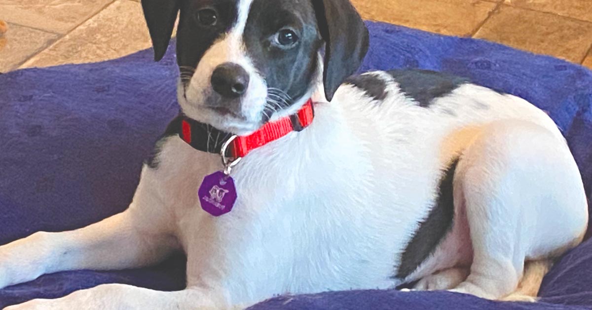 photo of a black-and-white puppy