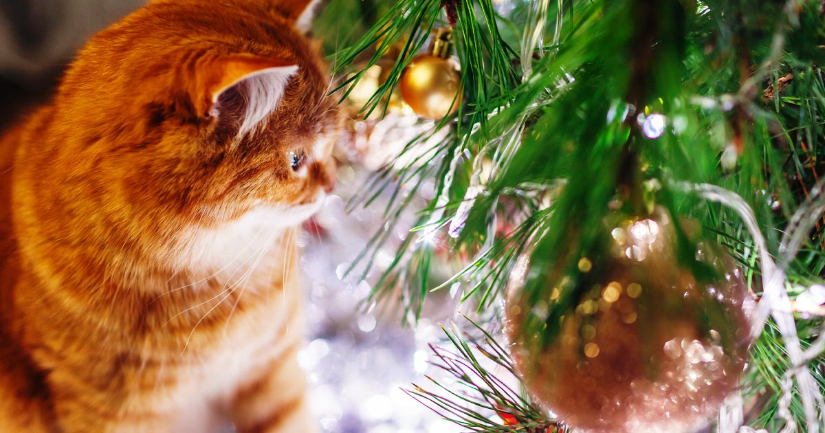 closeup of an orange tabby cat looking at ornaments on a Christmas tree