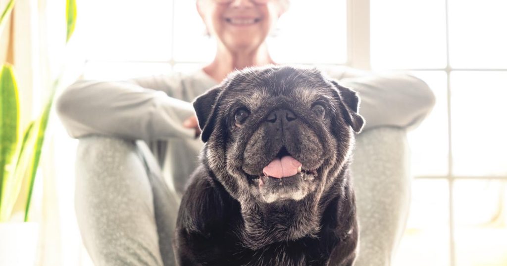 Photo of a smiling elder woman sitting on the floor behind an elderly pug dog.