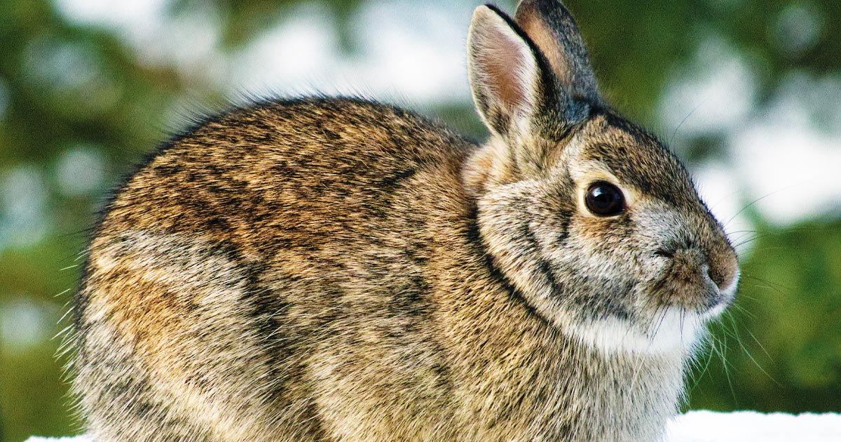 Snowshoe hare, which is plentiful around Idaho for winter small game hunting