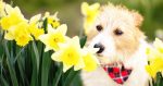 Spring Checklist for Pets