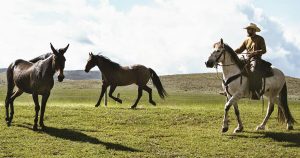 Heroes and Horses: A Healing Combination for Veterans Heroes and Horses: A Healing Combination for Veterans Veteran on horseback, rounding up horses