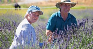 Lavender lovers Chris and Carla Ketchum