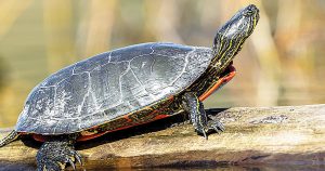 Turtle getting sun at Idaho wetlands