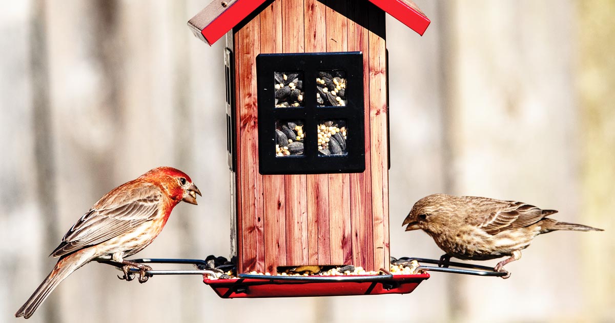 Attract backyard birds. Photo of two birds at a bird feeder.