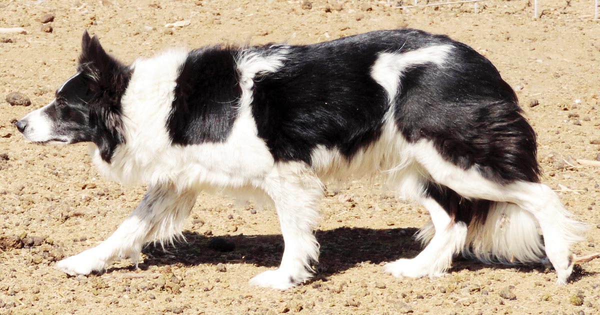 Idaho stockdog herding