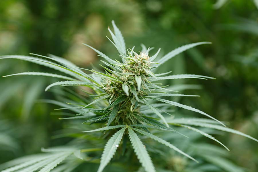 Cannabis Plant.