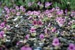 New Photo Display Celebrates Craters of the Moon’s 100th Anniversary