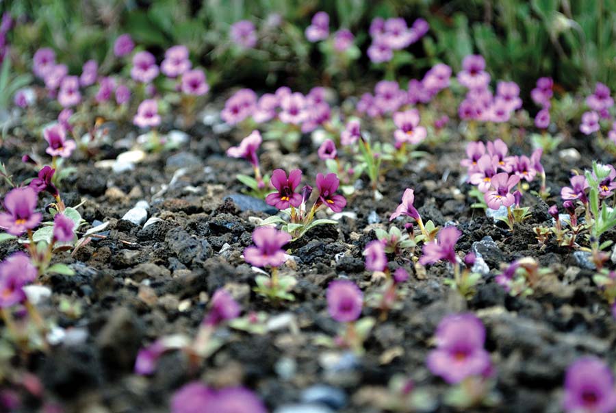 Dwarf monkeyflowers