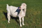 Jade, the Goat