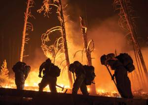 Firefighters in a forest blaze.